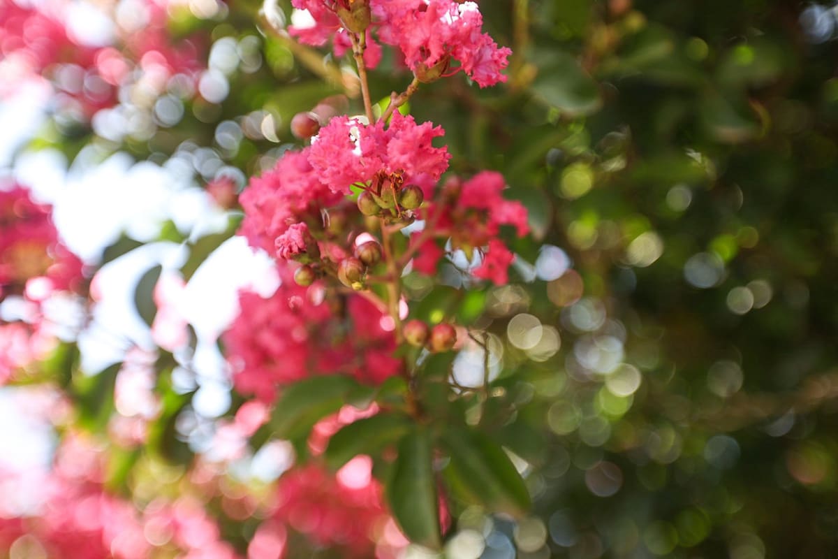 Árbol Crespón o de Júpiter. Fuente: x @BotanicoCBA