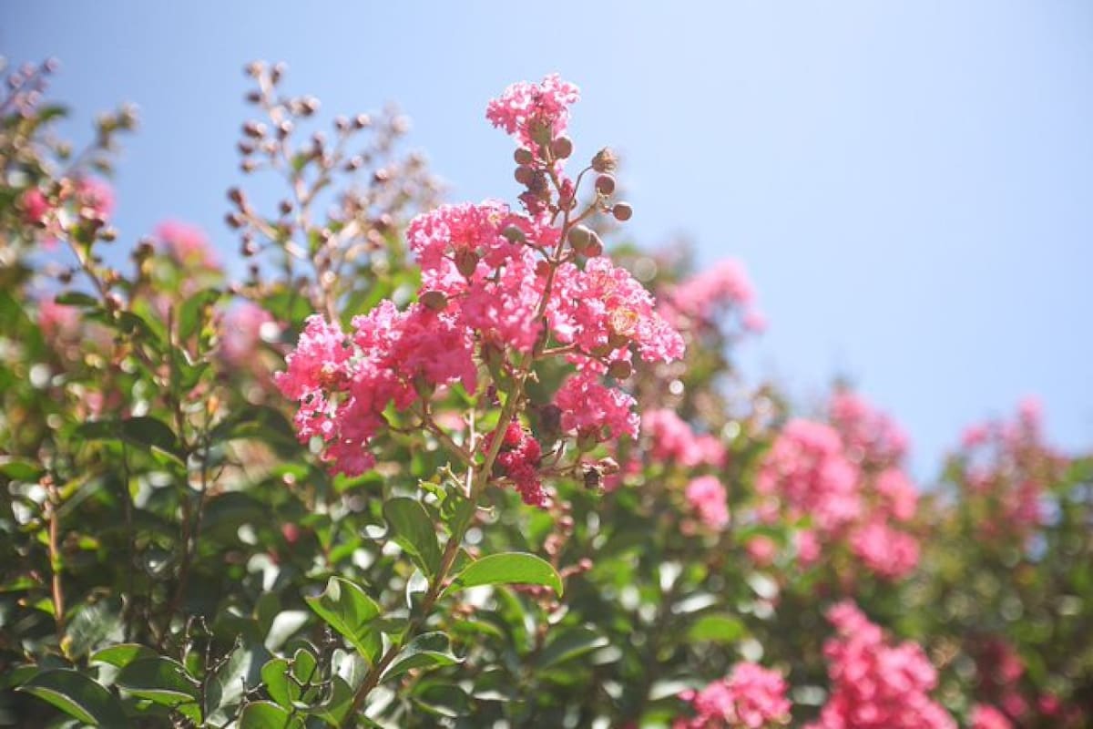 Árbol Crespón o de Júpiter. Fuente: x @BotanicoCBA