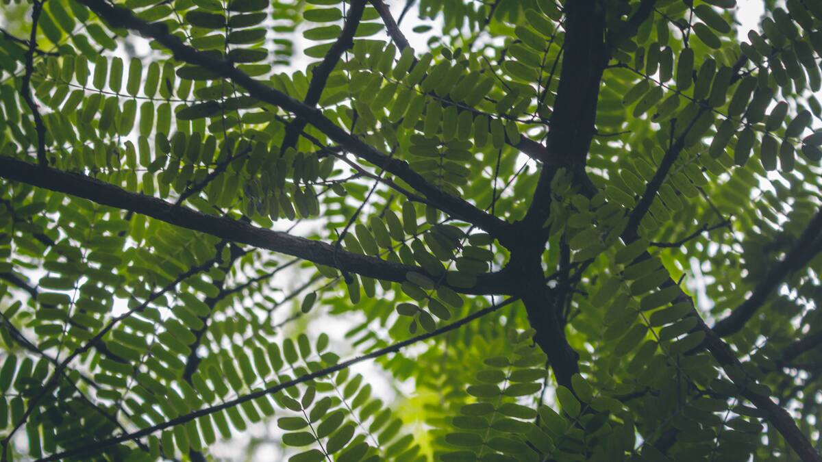 Aumento de sequías: el importante valor los bosques tropicales y la advertencia de la ciencia