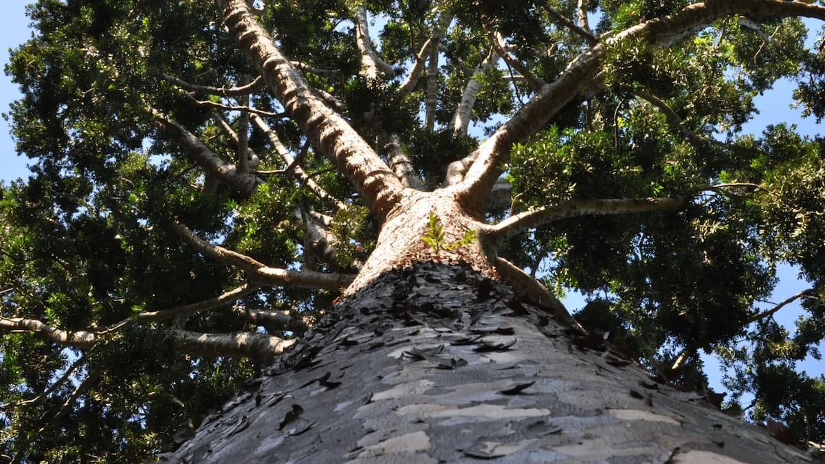Árbol de Cristal ubicado en el Parque Pereyra Iraola.