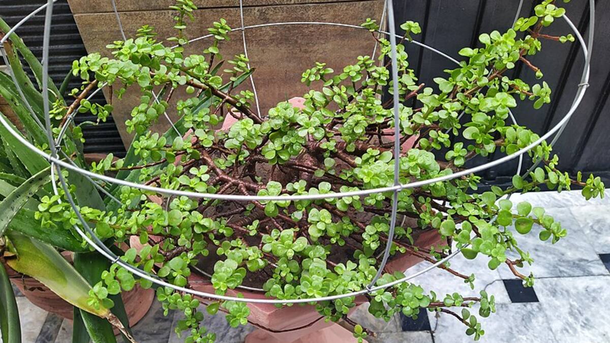 Los secretos para cuidar correctamente al árbol de Jade.