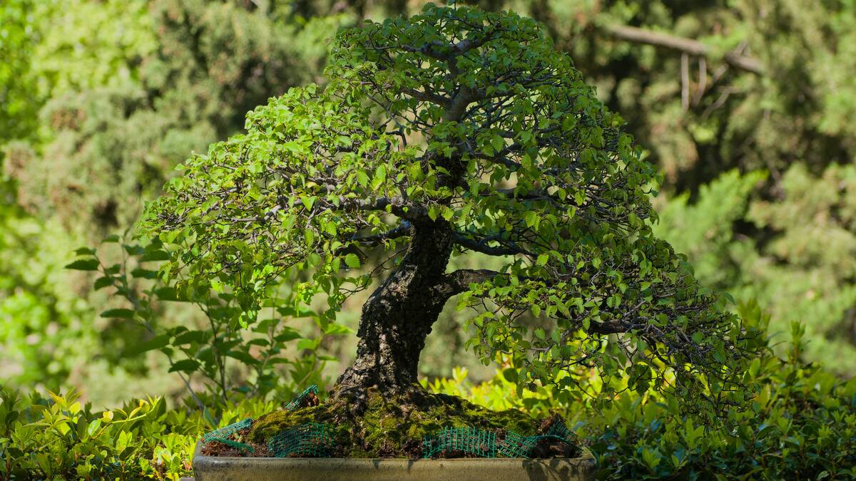 Árbol de jade
