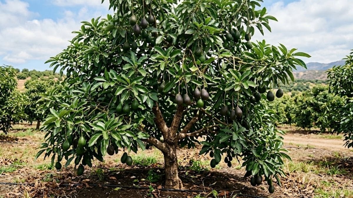 Guía rápida: cómo preparar el árbol de palta para el 21 de septiembre