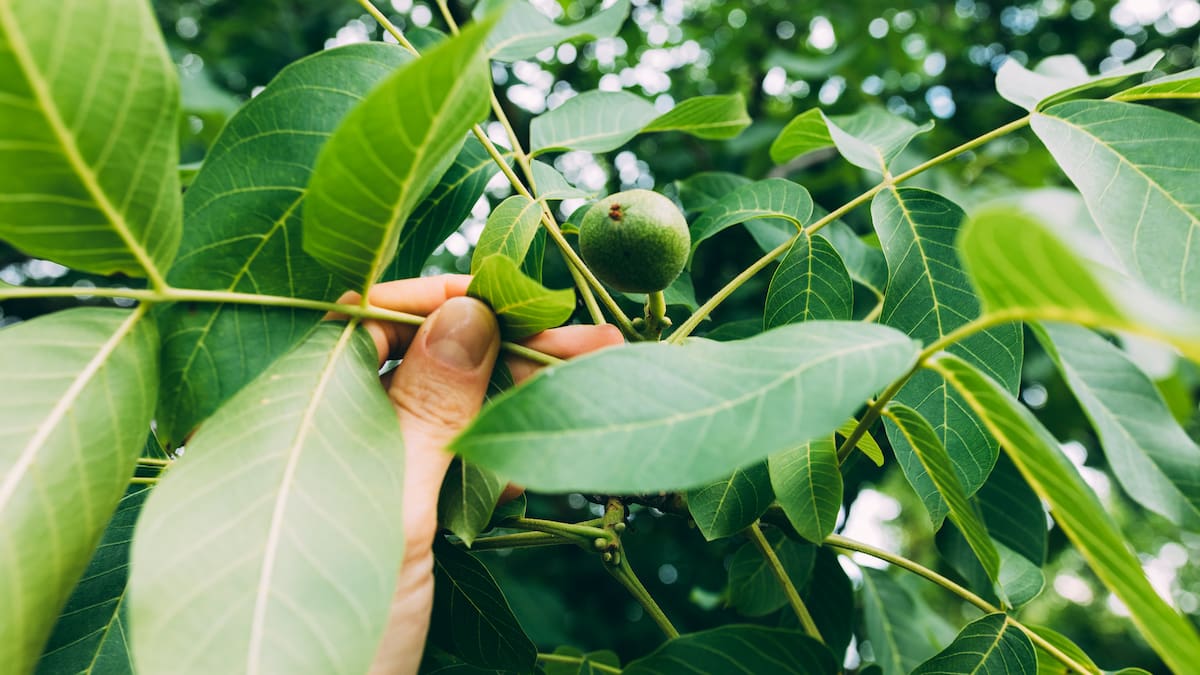 Todo sobre el árbol de pistacho: cómo cuidarlo y cuánto tarda en dar sus primeros frutos