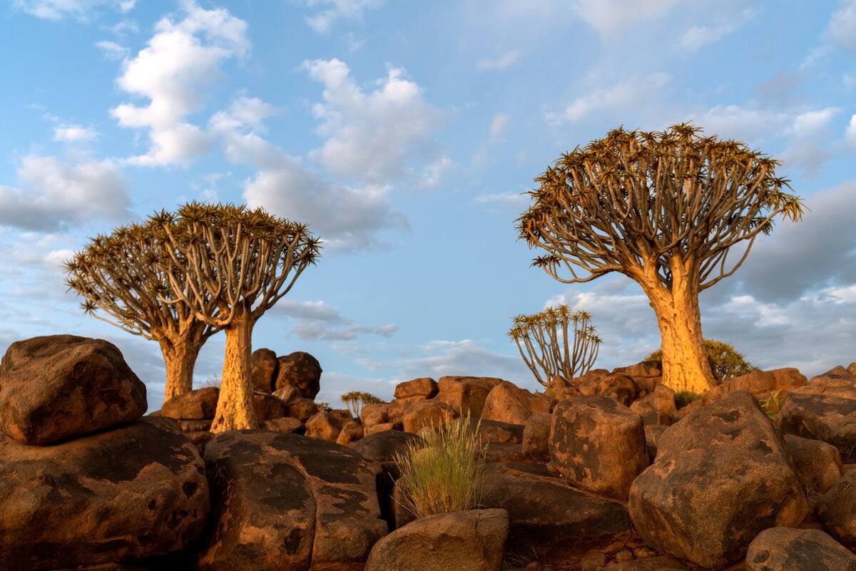 Árbol de sangre de dragón. Foto: Freepik.