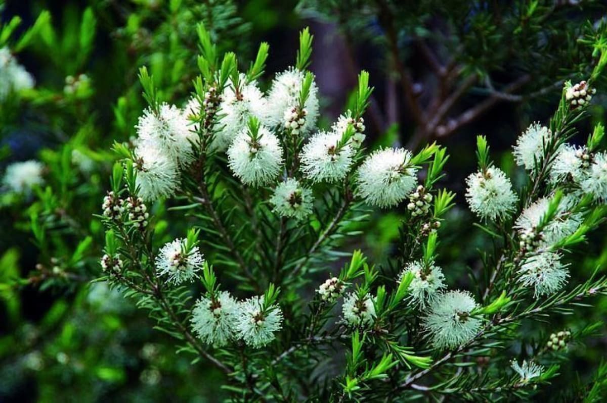 Árbol de té. Foto: X