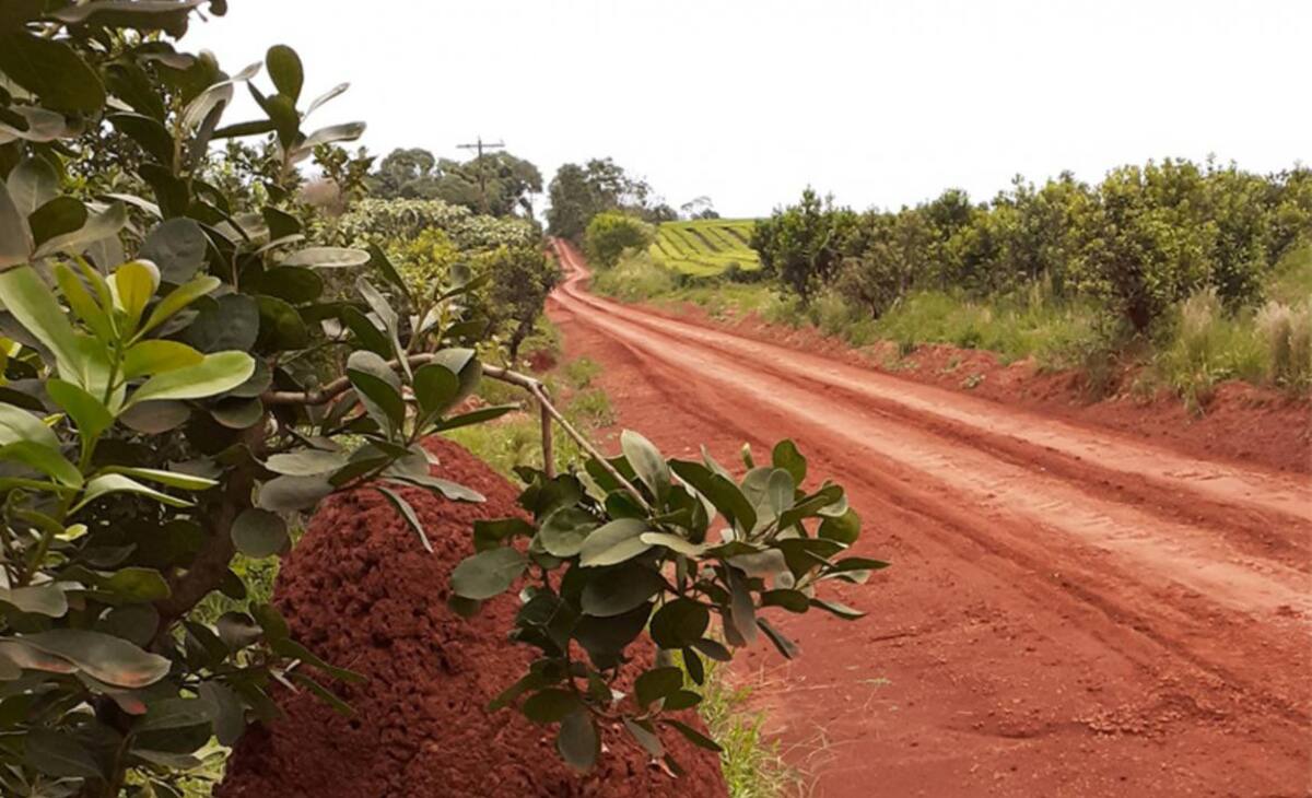 Árbol de yerba mate, bebida, costumbre argentina