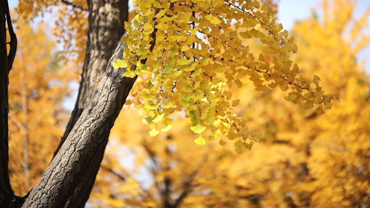 Árbol ginkgo biloba en otoño. Foto: Pixabay.