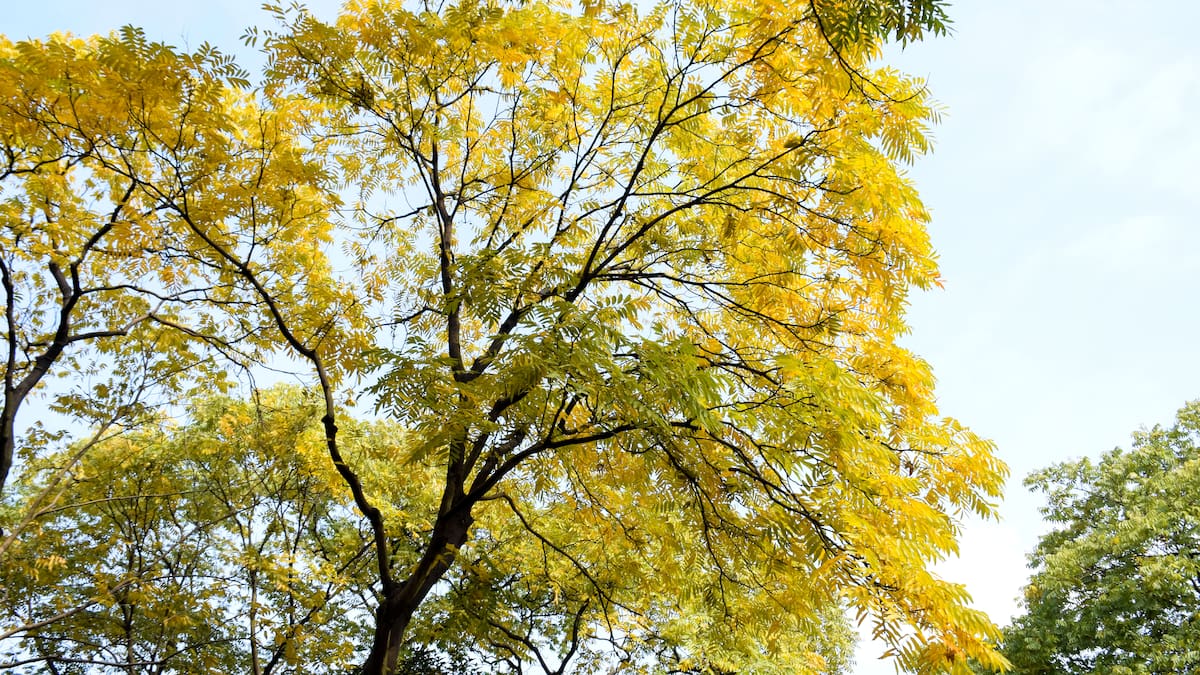 Árbol Guayacán.