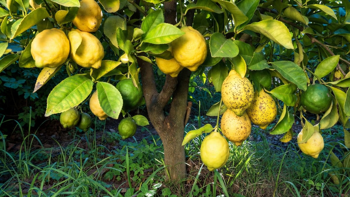 ¿Cómo hacer para que el limonero crezca sano y fuerte?