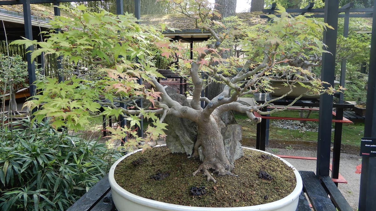 Un arce japonés (Acer palmatum) en maceta.