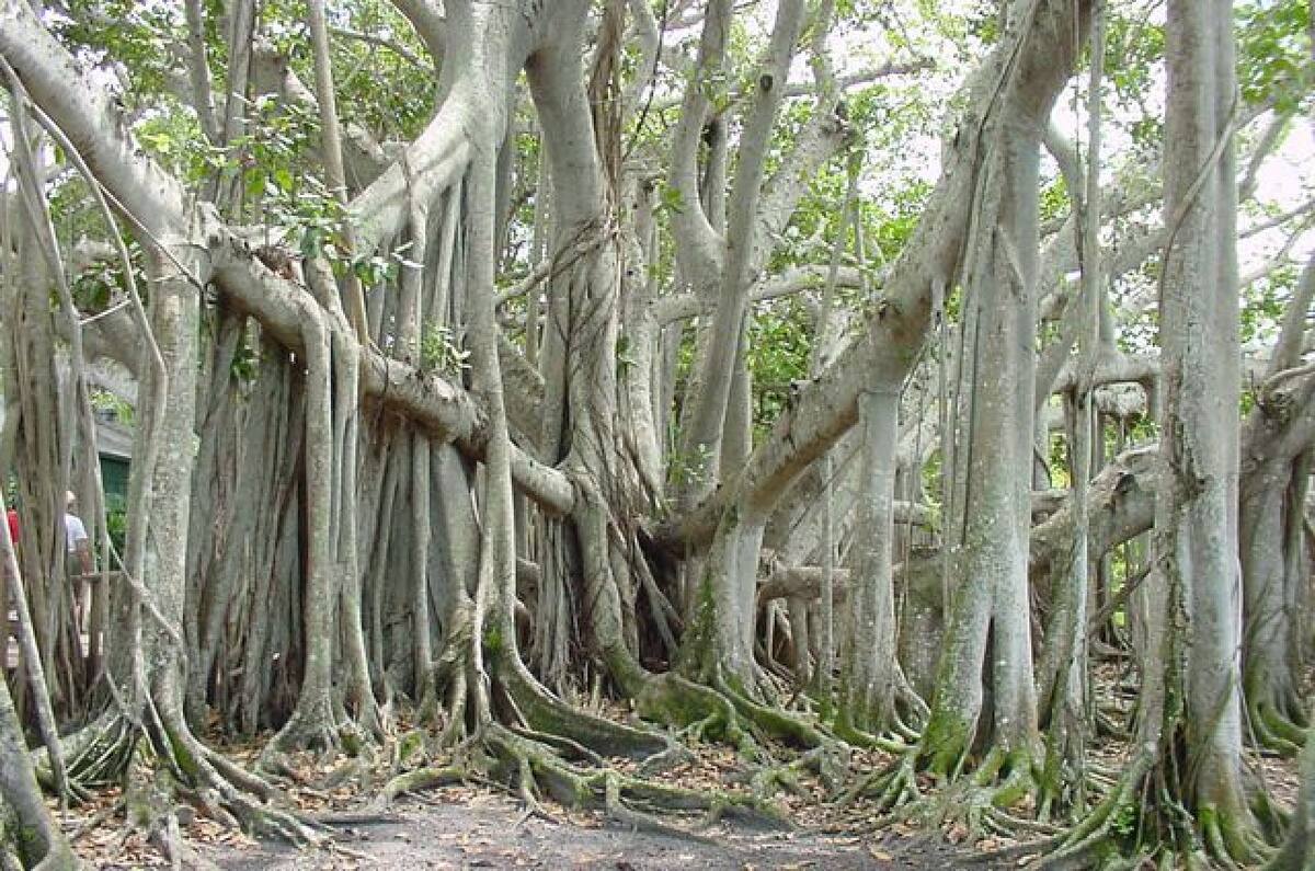 Árbol Thimmamma Marrimanu. Foto: Pinterest.