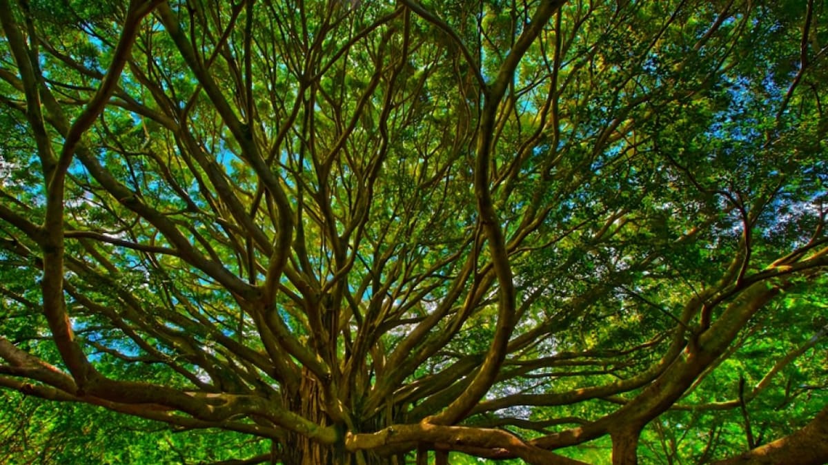 Árbol Thimmamma Marrimanu. Foto: Pinterest.