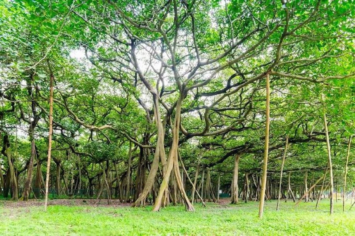Árbol Thimmamma Marrimanu. Foto: Pinterest.
