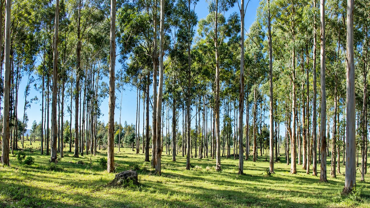 Árboles de eucalipto