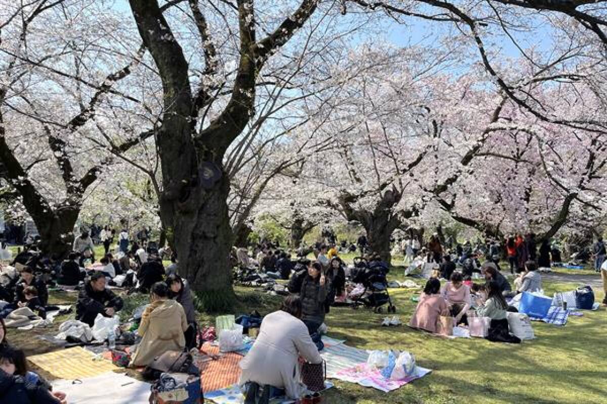 Árboles de sakura. Fuente: EFE