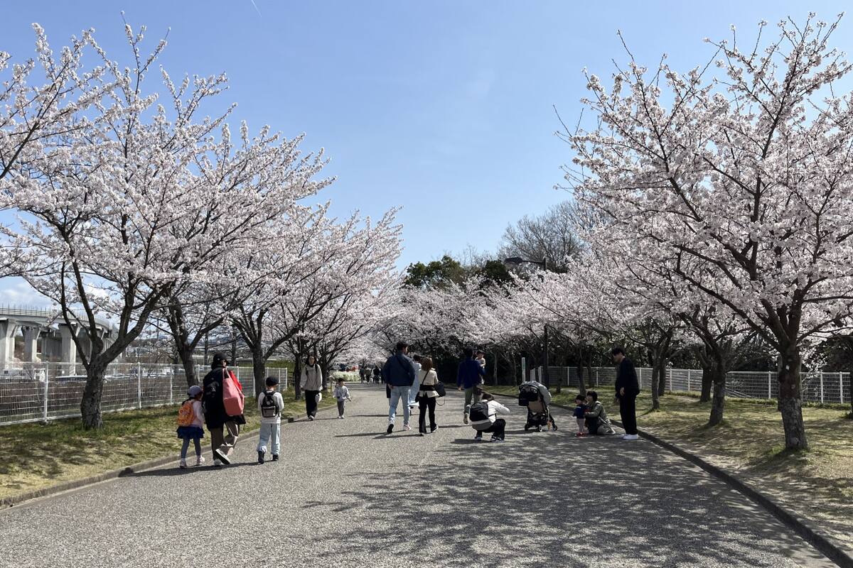 Árboles de sakura. Fuente: EFE