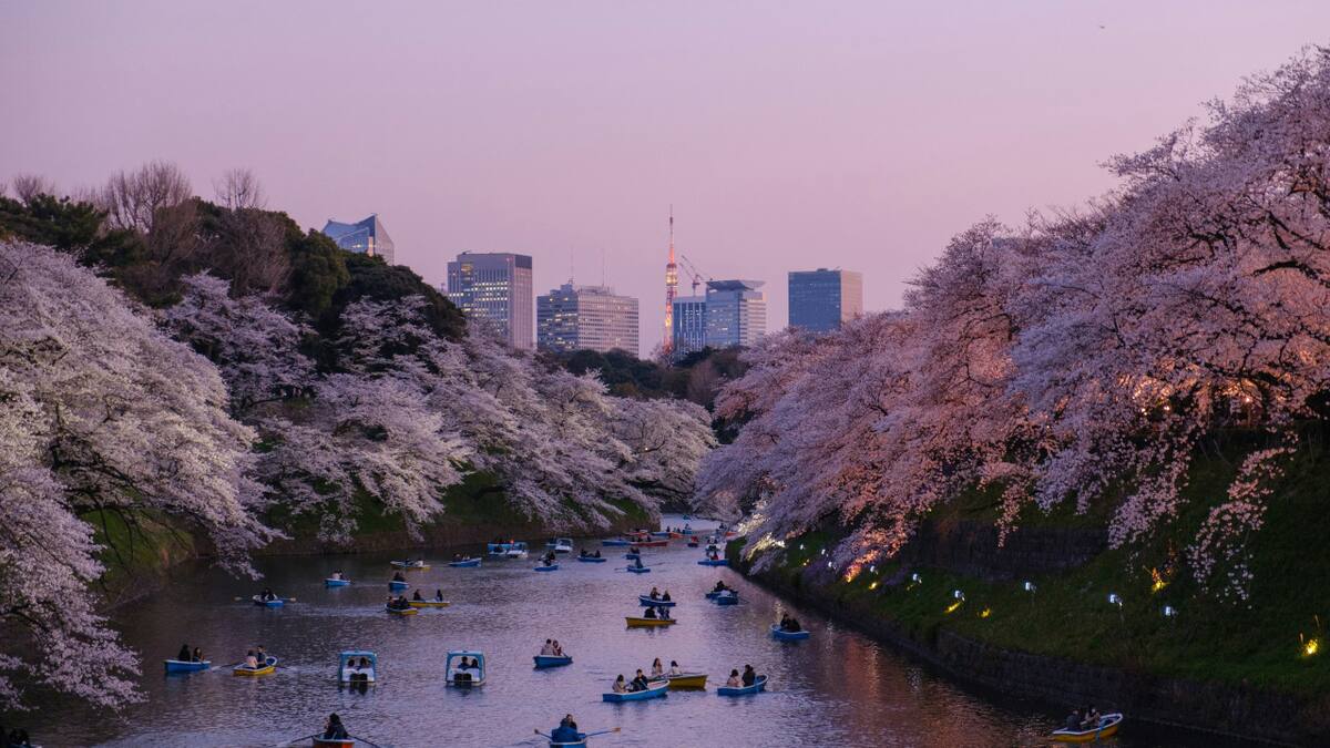 Árboles de sakura. Fuente: Unsplash