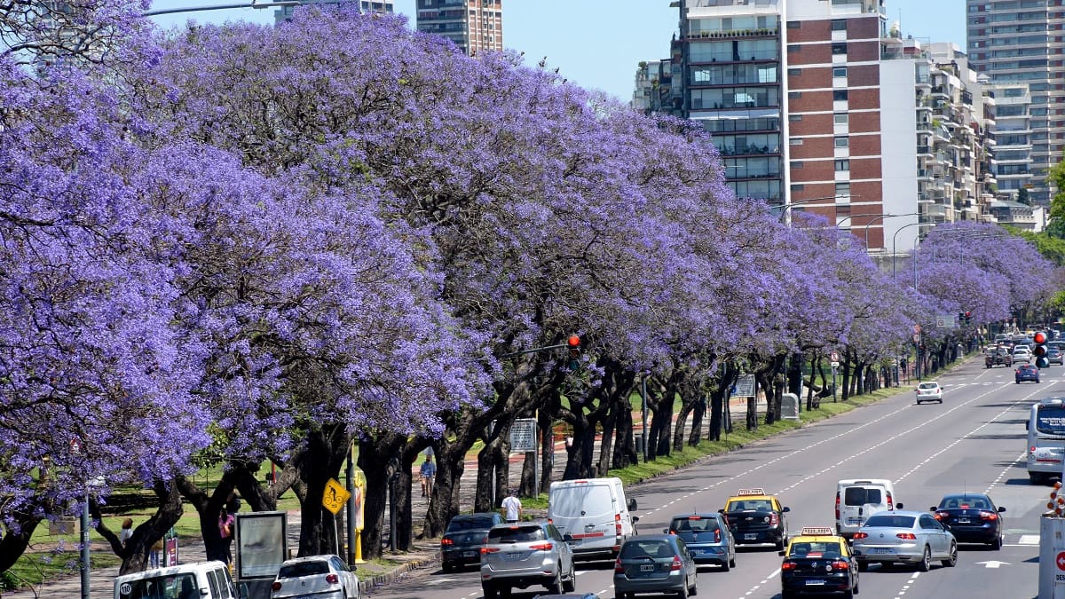 Árboles en la Ciudad de Buenos Aires.