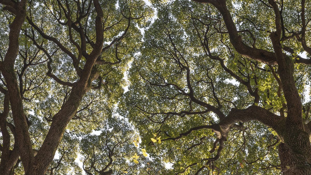Árboles. Foto: Freepik.