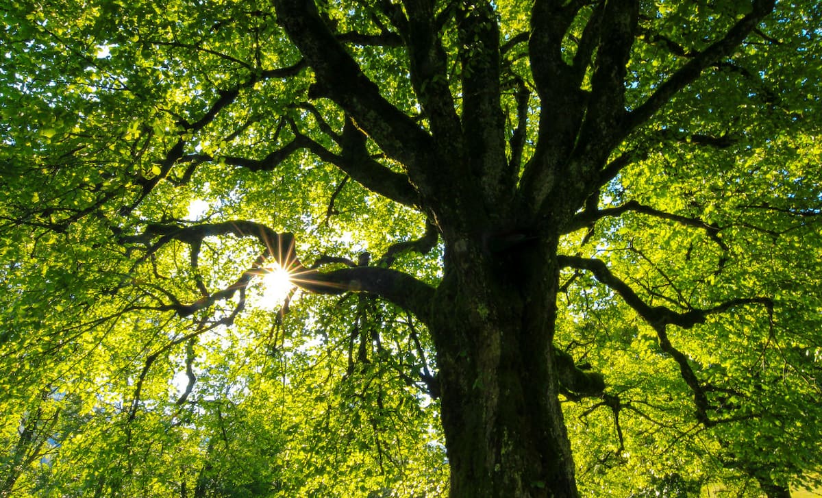 Árboles. Foto: Unsplash.