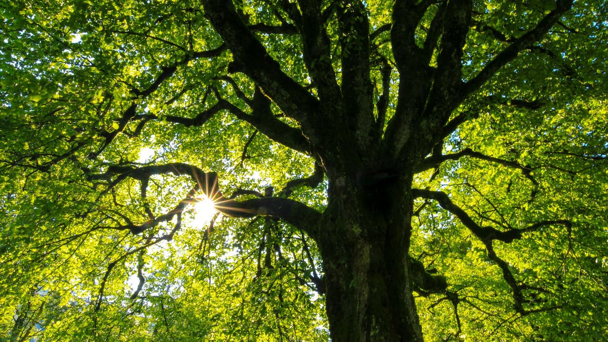 Los árboles reducen los efectos del calentamiento global. Foto: Unsplash.