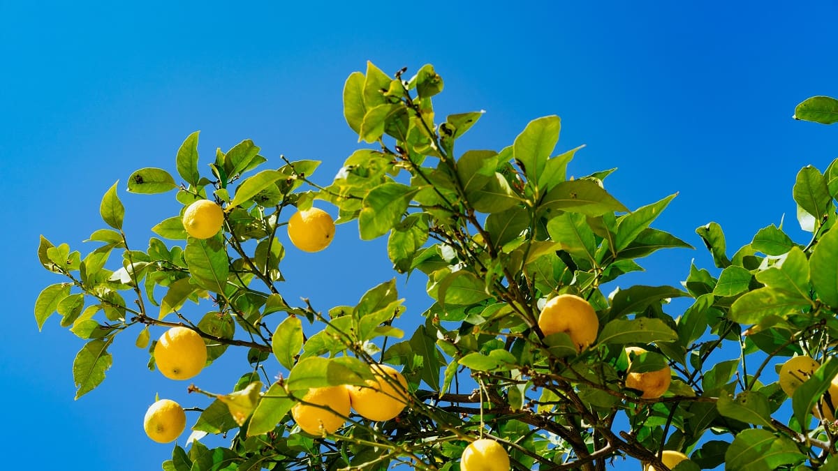 Tendencia 2026: cómo cuidar el limonero en primavera para que siga dando limones en verano