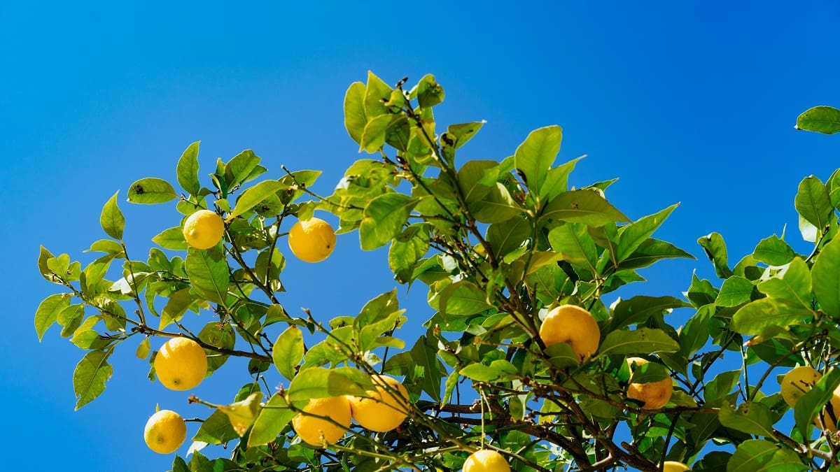 Limonero: por qué recomiendan enterrar una hoja de laurel en la tierra de este árbol frutal y para qué sirve