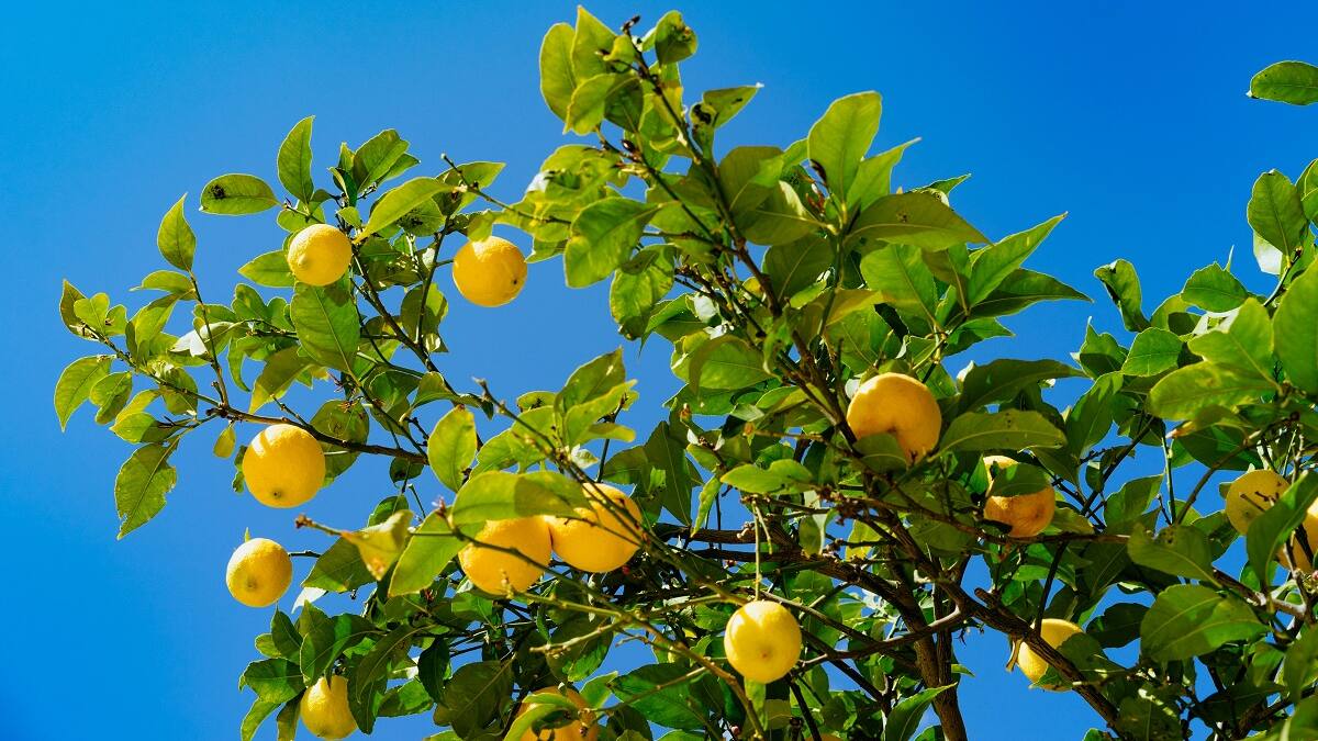 El consejo del día: cómo cuidar el limonero para que explote de frutos en primavera