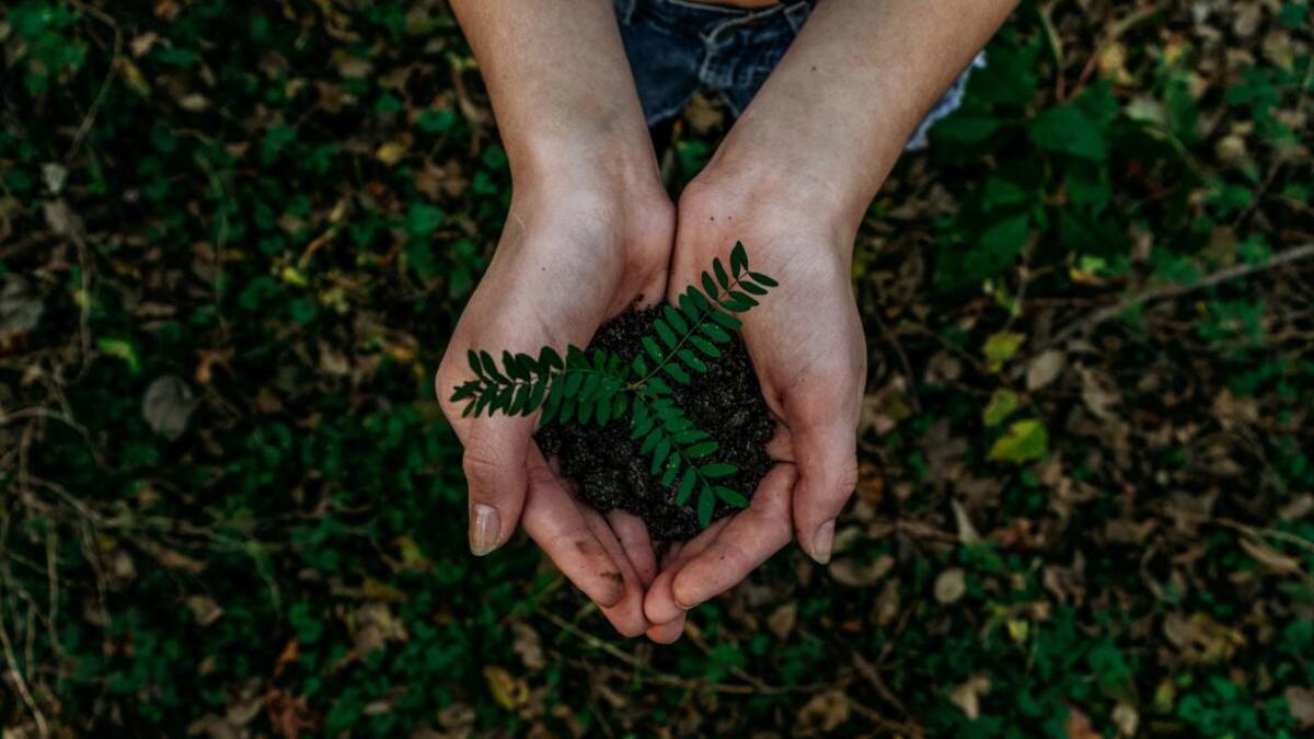 Árboles, sembrar, plantas. Foto: Unsplash