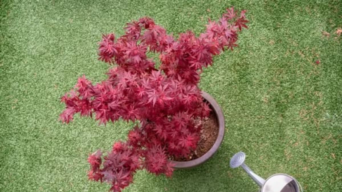 El árbol ideal para los rincones sombreados del jardín: tiene hojas de colores y no necesita sol fuerte