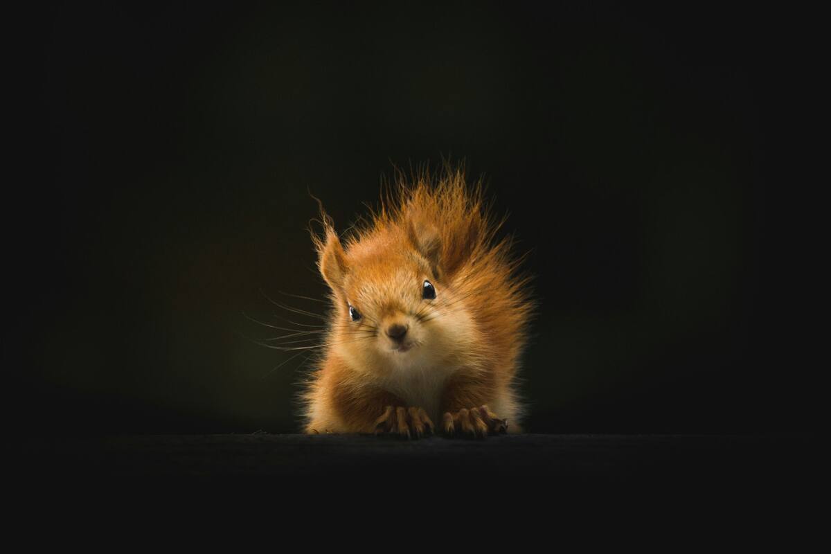 Ardilla. Fuente: Unsplash