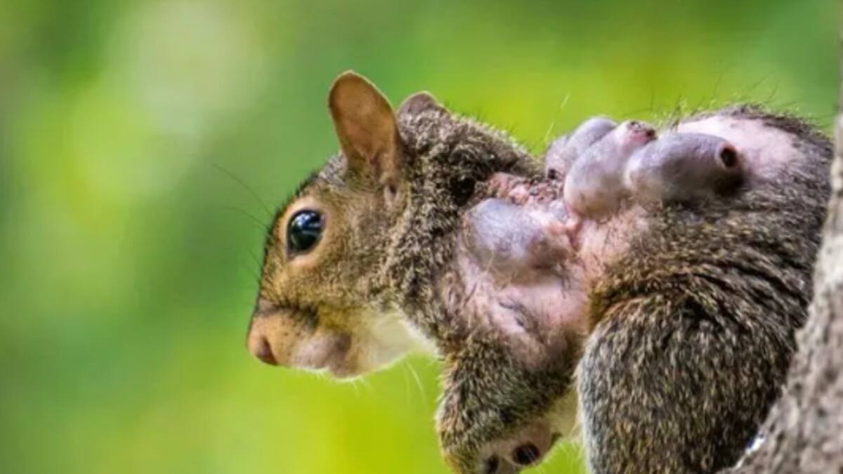 Temor por las “ardillas zombies”: dónde aparecieron y por qué tienen tentáculos en la cara