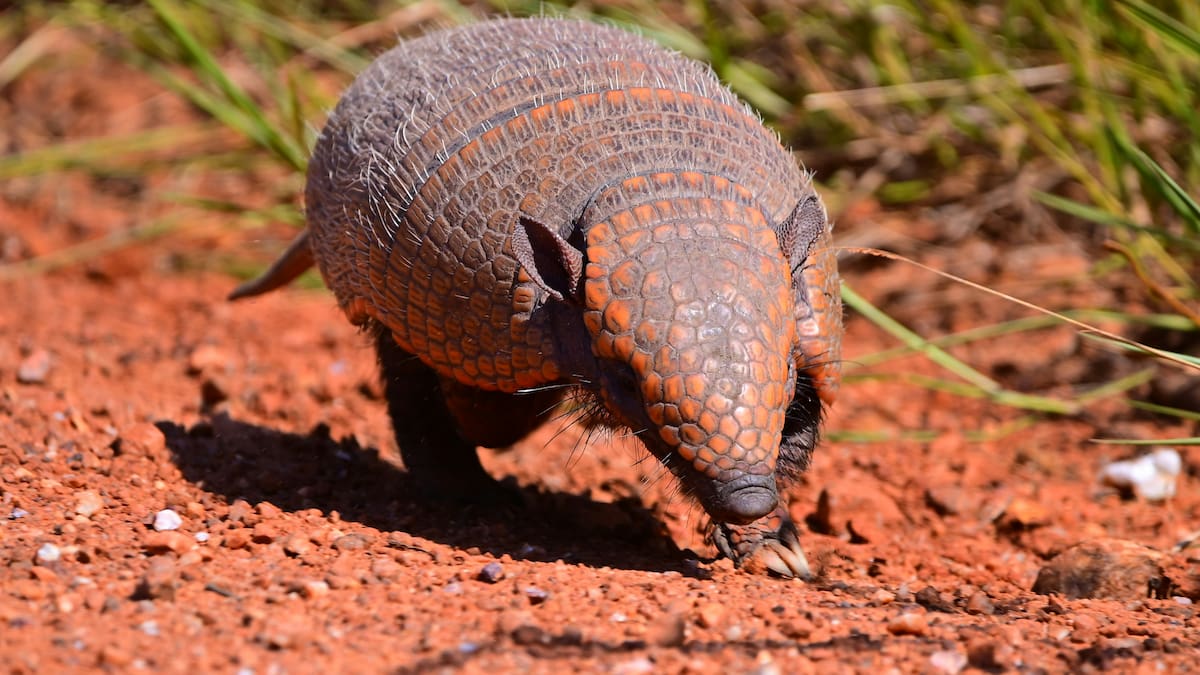 Chaco monitorea con GPS al tatú carreta, el armadillo más grande del mundo: está en peligro de extinción y buscan protegerlo