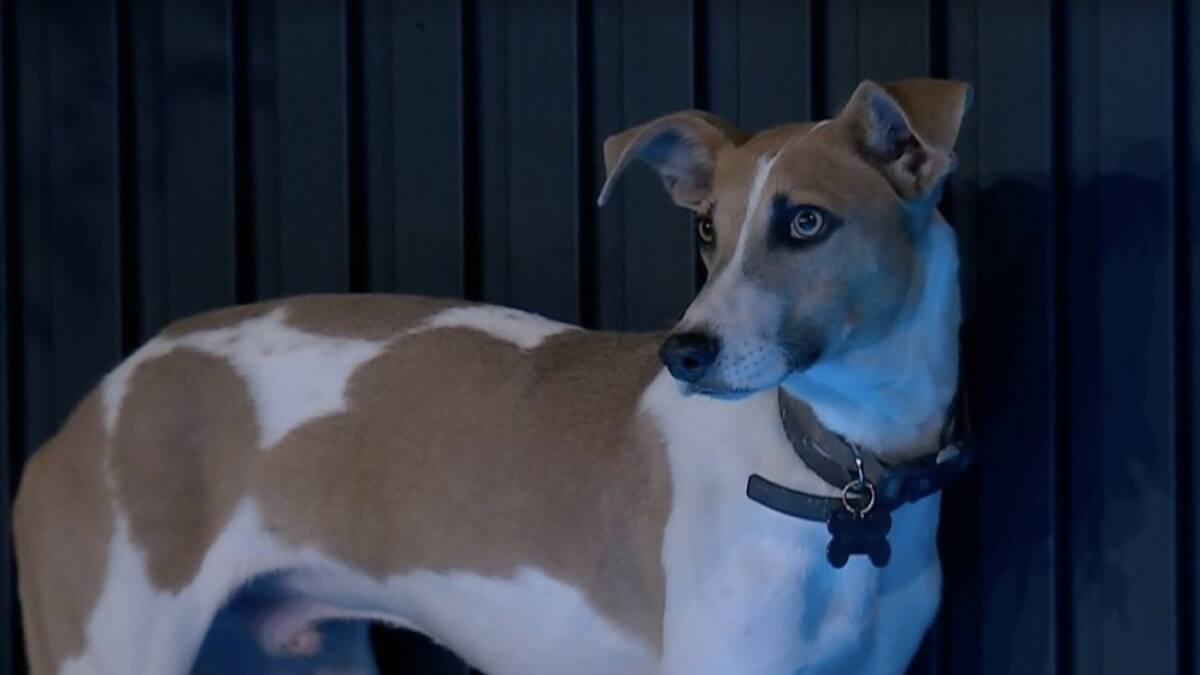 Arturo de Gran Hermano. Foto: Captura.