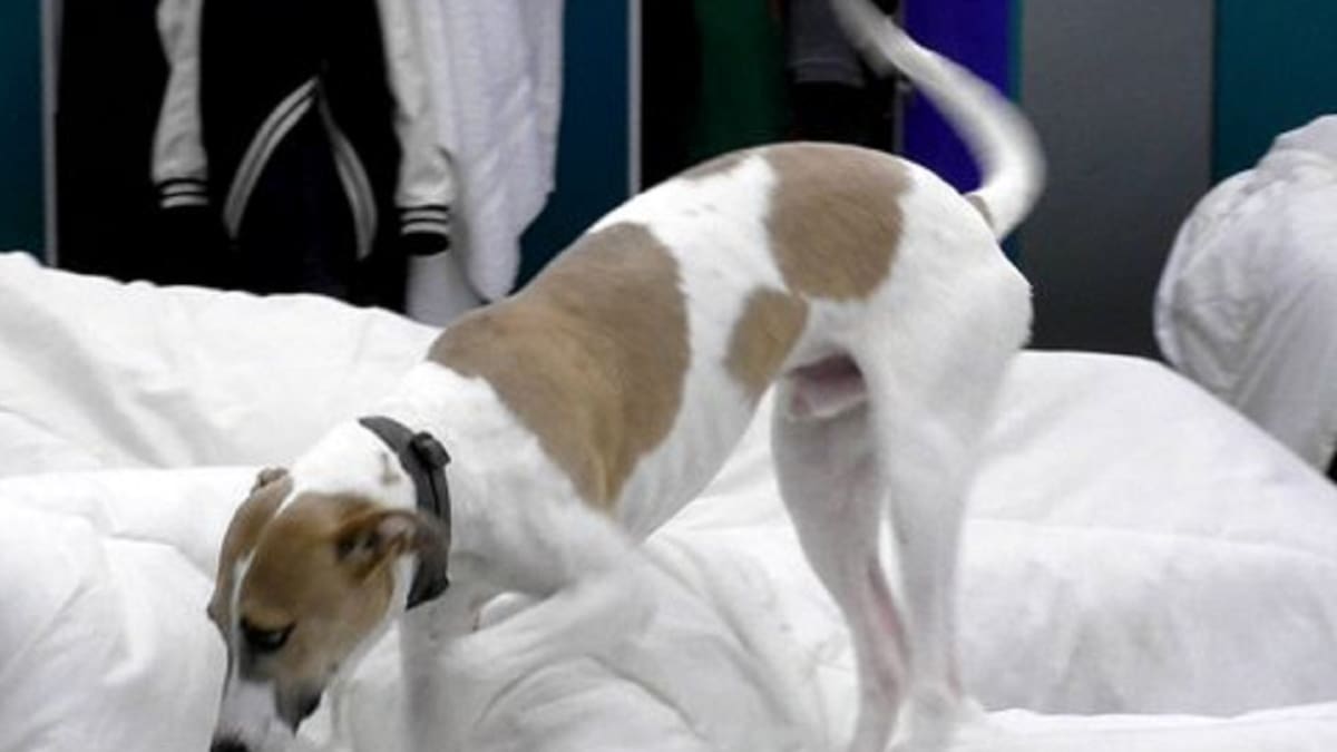 Arturo de Gran Hermano. Foto: captura Telefe.