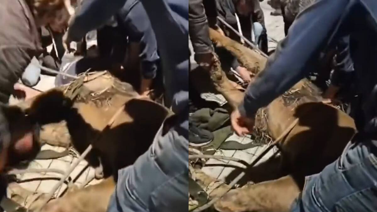 Así capturaban al león que se escapó de un circo. Foto: captura video.