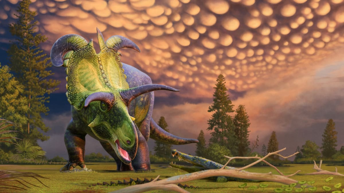 Así habría sido el Lokiceratops Rangiformis. Foto: X.
