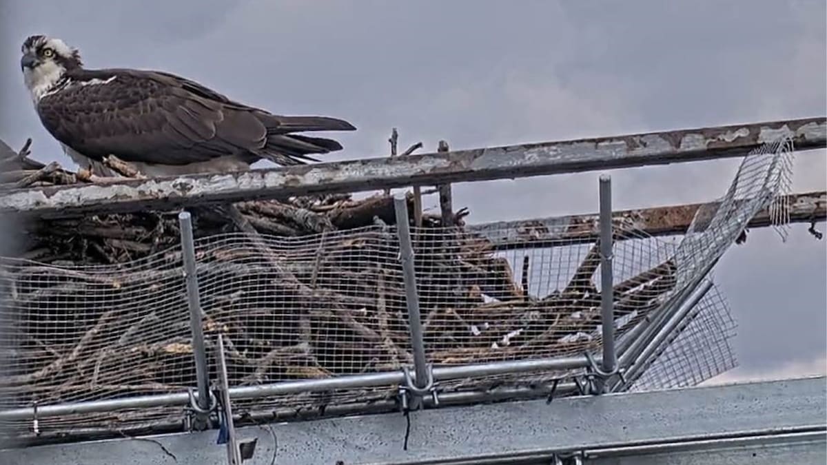 Así son los nidos de acero en Nueva York. Foto: New York State Bridge Authority