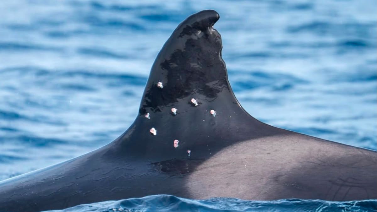 Investigan un grave ataque contra “La Abuela”, la orca más longeva del Estrecho de Gibraltar: recibió impactos de perdigón en su aleta