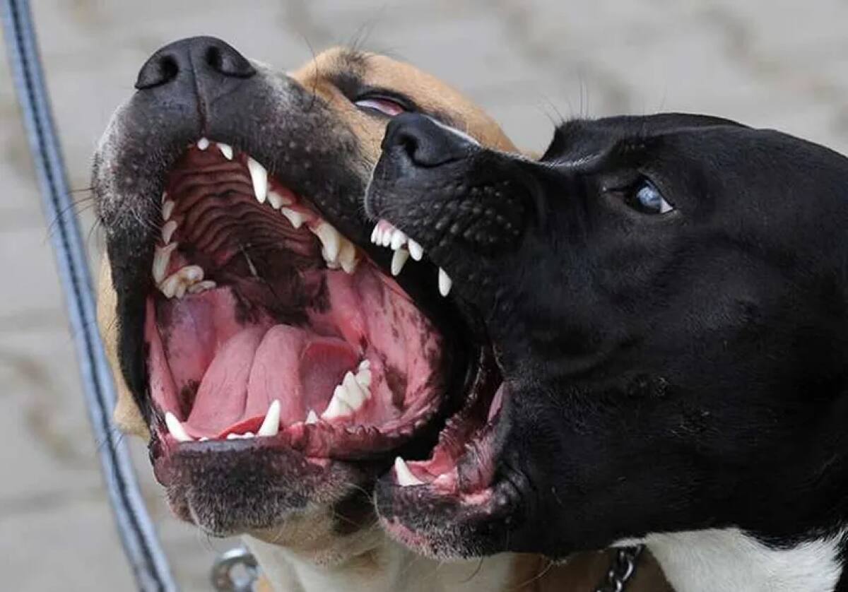Ataque de perros, foto genérica. Foto: EFE