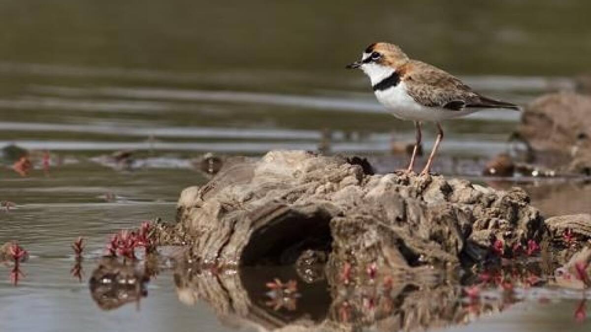 Ave. Fuente: Aves Argentinas