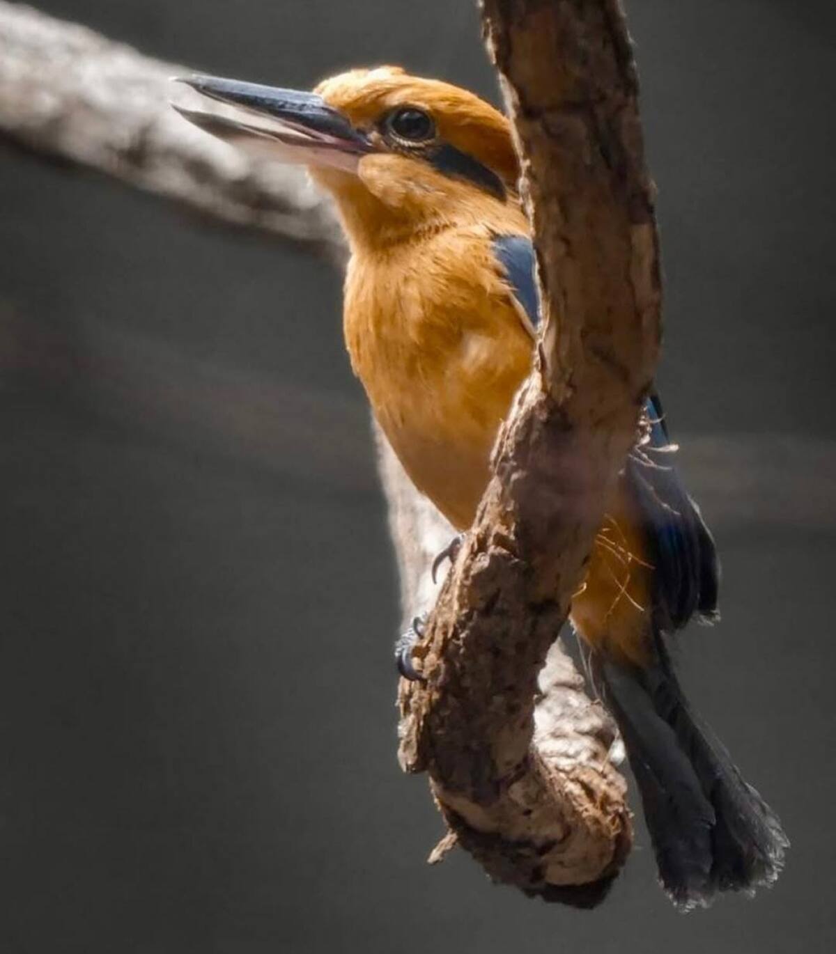Ave "Martín pescador de Guam". Foto: Instagram / huellitasporunsueno.