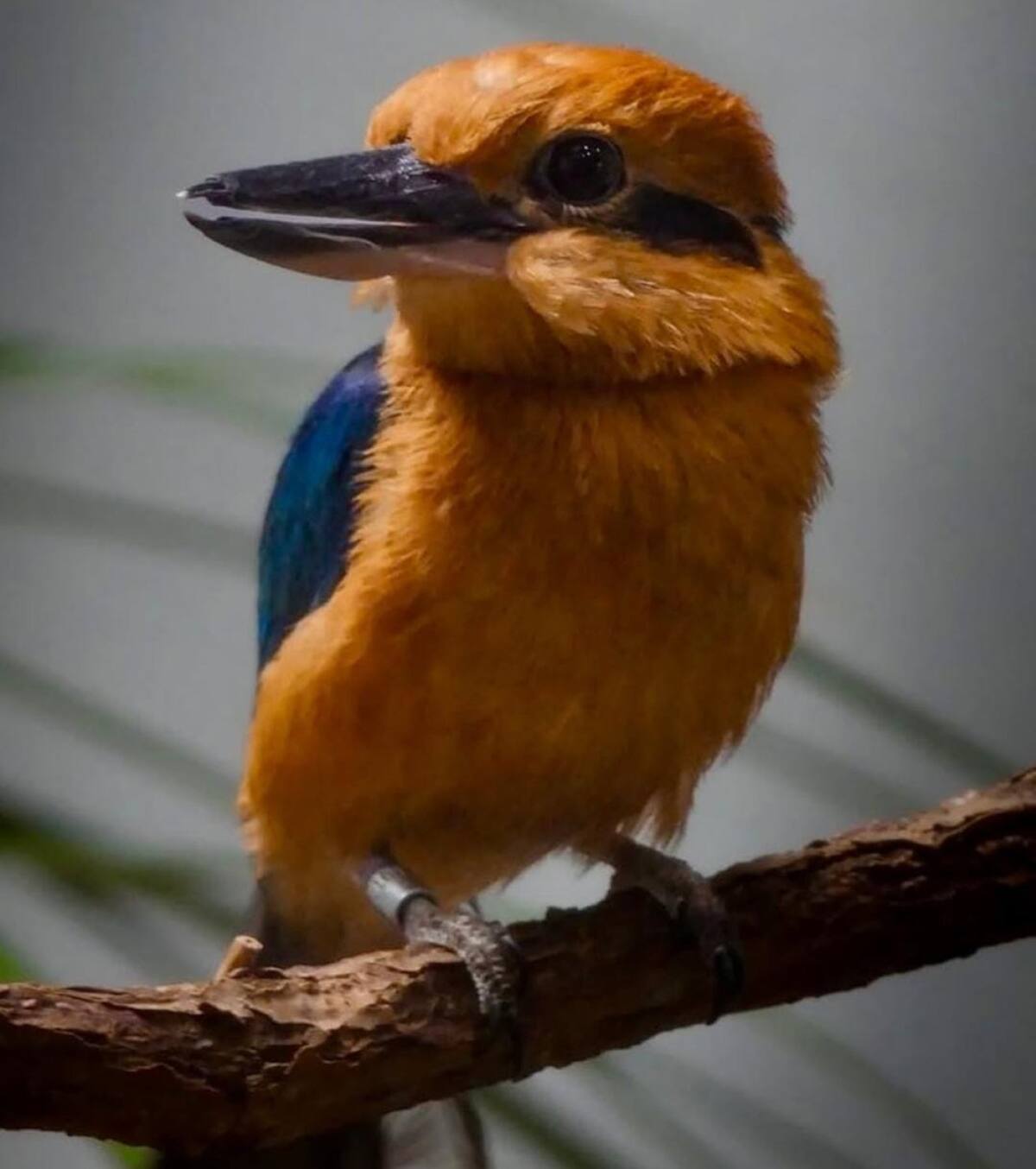 Ave "Martín pescador de Guam". Foto: Instagram / huellitasporunsueno.
