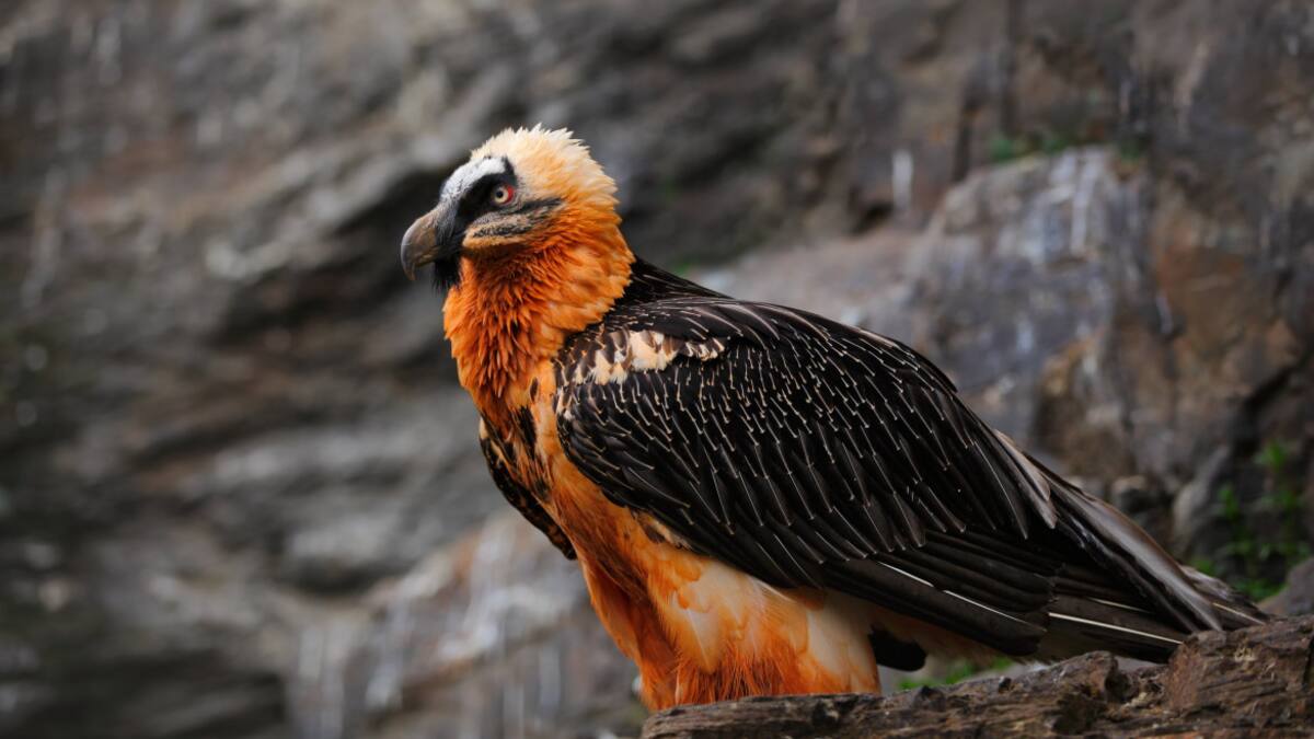 Ave quebrantahuesos. Foto: Twitter @FBiodiversidad