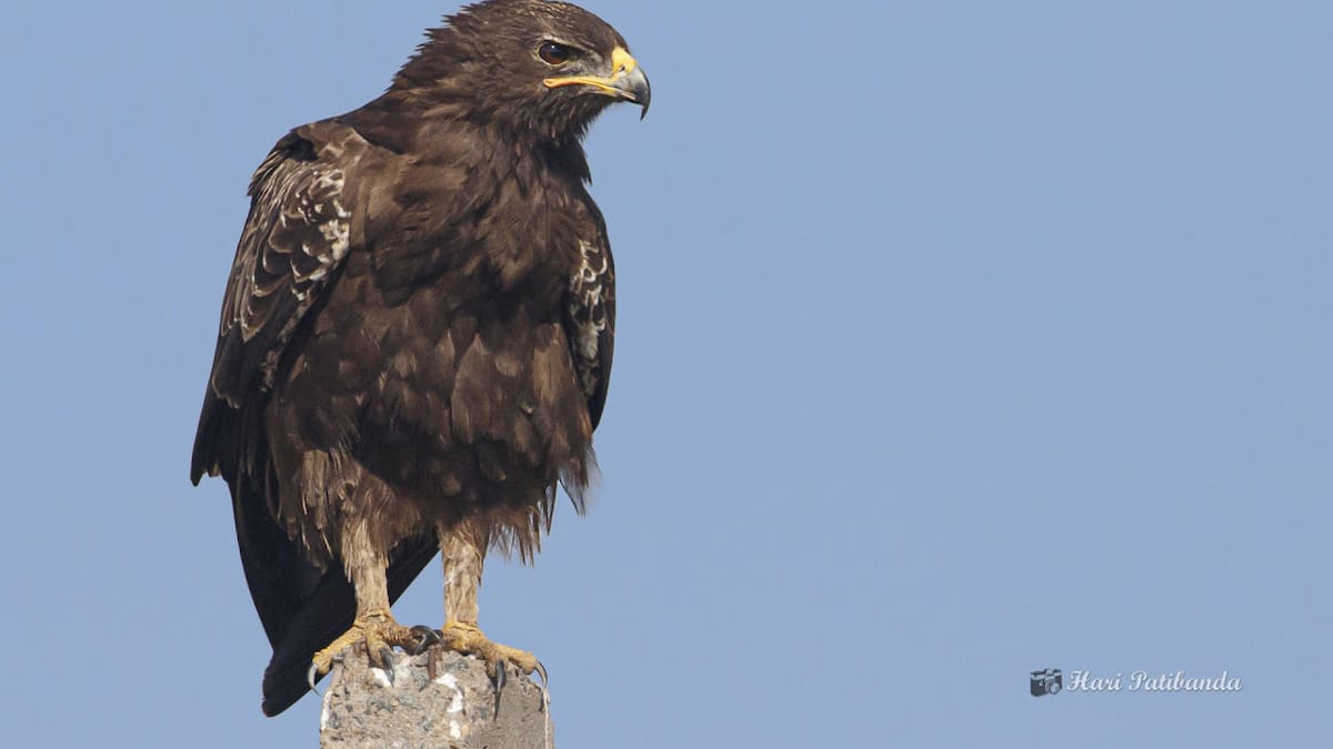 Aves en peligro. Foto: EFE