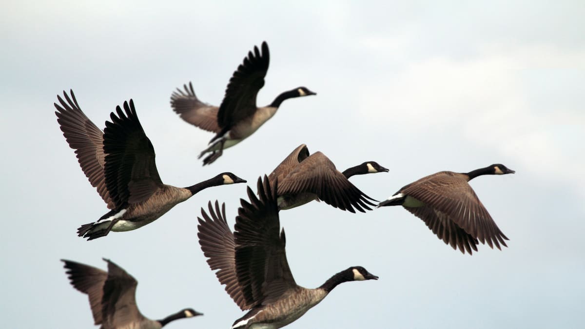 Aves. Foto: Unsplash.