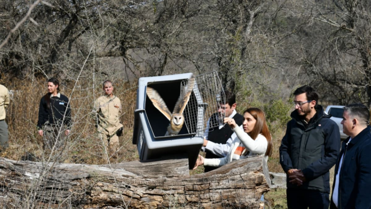 Aves liberadas en la Reserva Natural de la Defensa La Calera. Foto: Prensa Parques Nacionales.