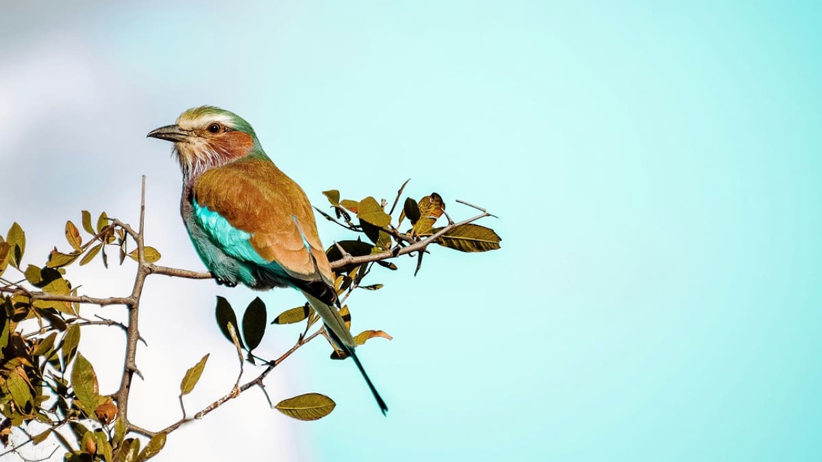 Cuál es la diferencia entre ave y pájaro. Foto Unsplash
