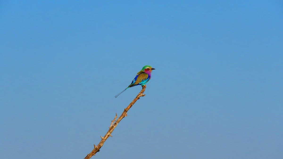Aves; pájaro. Foto: Unsplash.